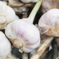 Garlic and Inflammation: A Comprehensive Look at the Anti-Inflammatory Properties of Garlic